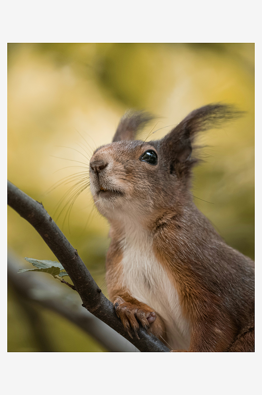 松鼠栖息于树枝上仰望-众图网