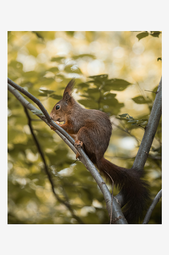 松鼠栖息于树枝之上-众图网