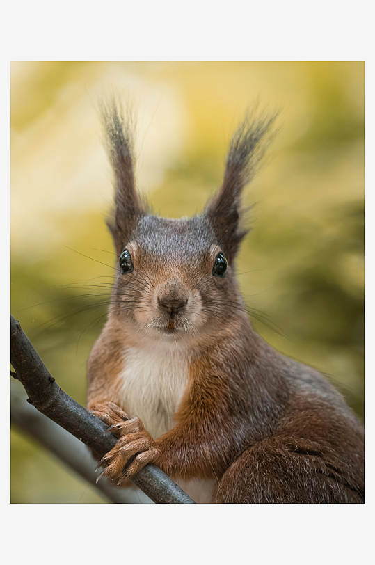 松鼠栖息树枝特写-众图网