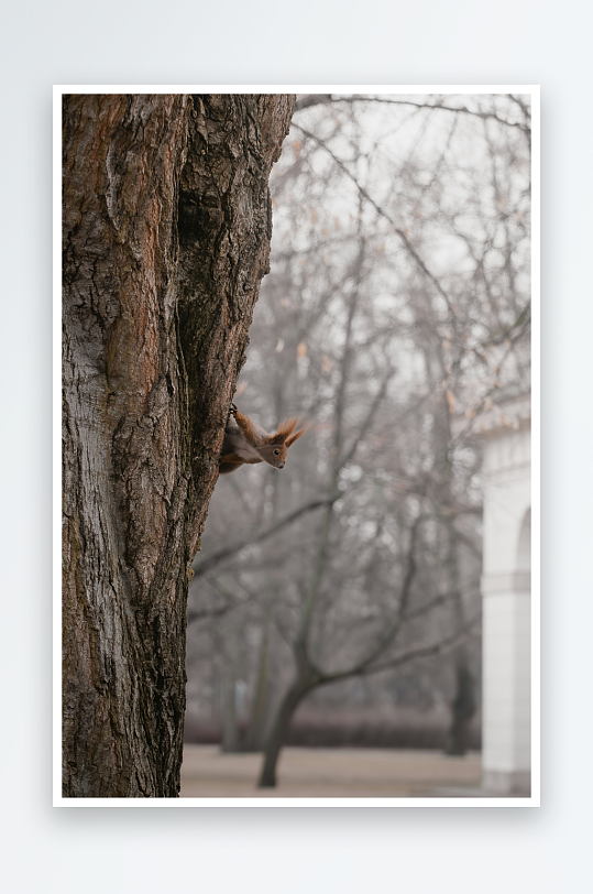 松鼠藏身树干侧影-众图网