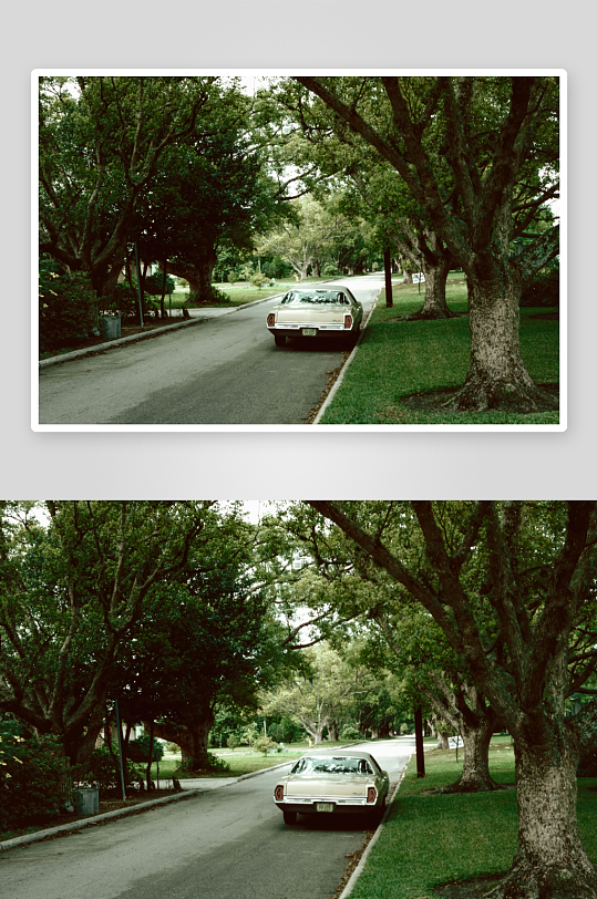 林荫道旁停泊的白色轿车-众图网