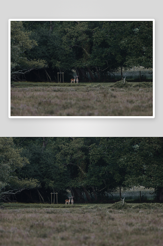 林边草地上的一只鹿-众图网