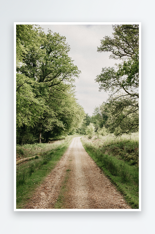 林间土路延伸远方-众图网