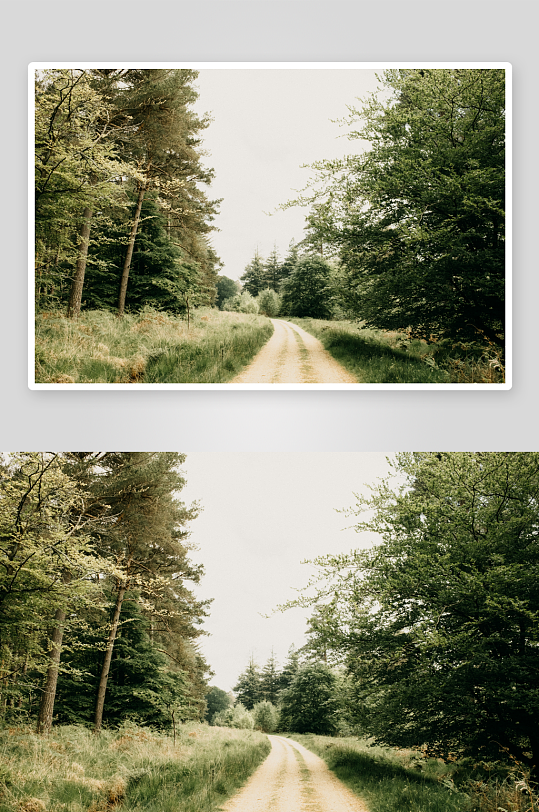 林间土路蜿蜒前行-众图网