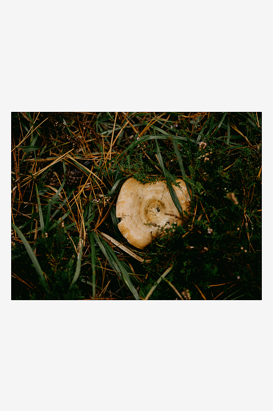 林间地上的浅色菌菇-众图网