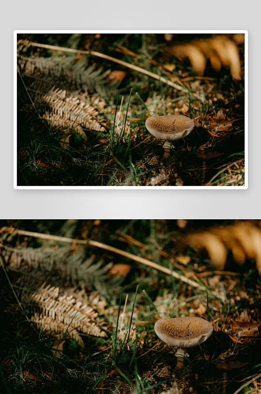 林间地面上的棕色蘑菇-众图网