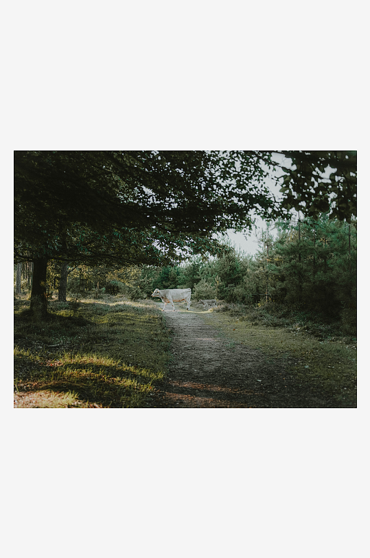 林间小径上的白牛-众图网