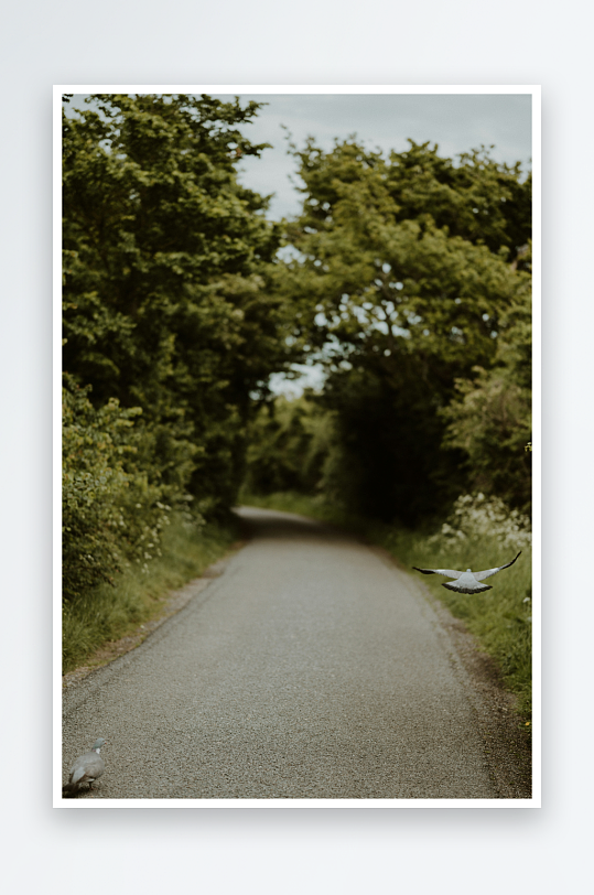 林间小径上的飞鸟-众图网