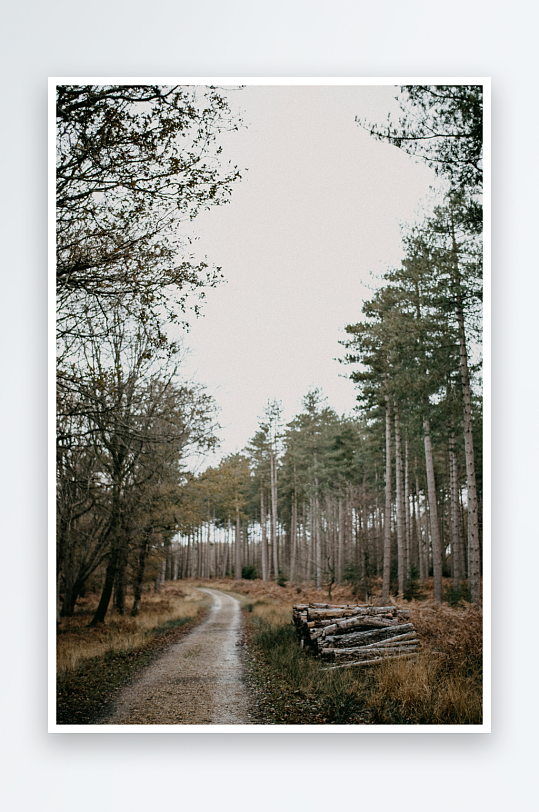 林间小径与堆放的原木-众图网