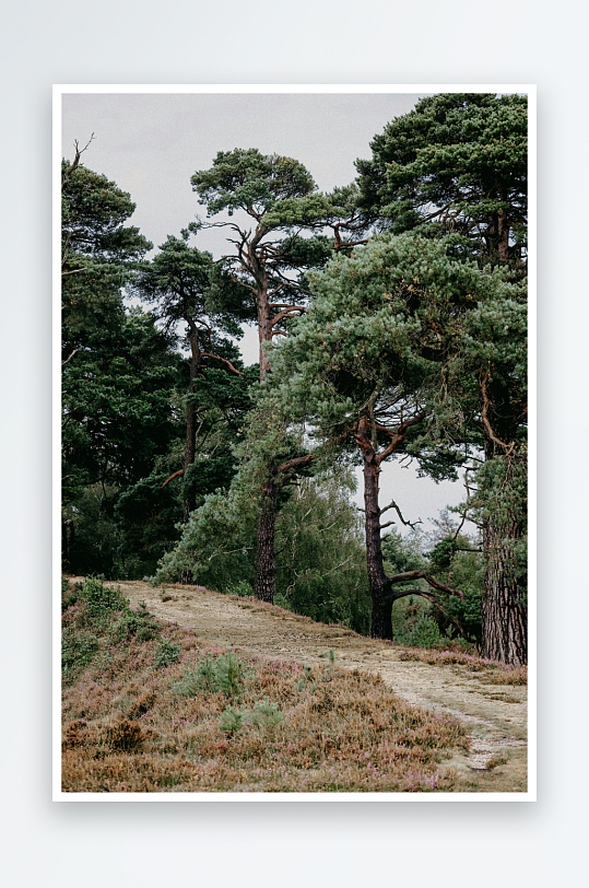 林间小径与松树林-众图网