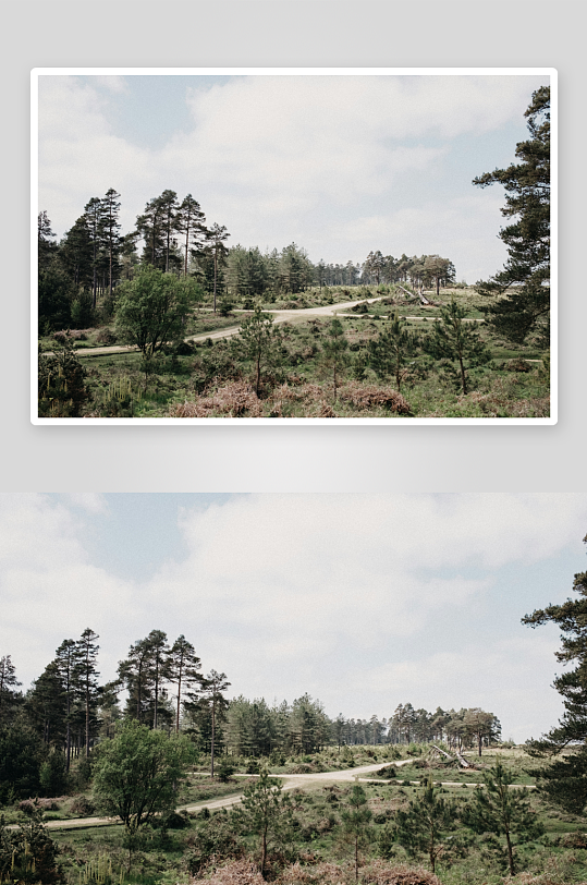 林间小径与松树林景-众图网