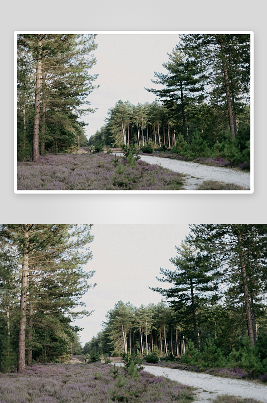 林间小径与紫色植被-众图网