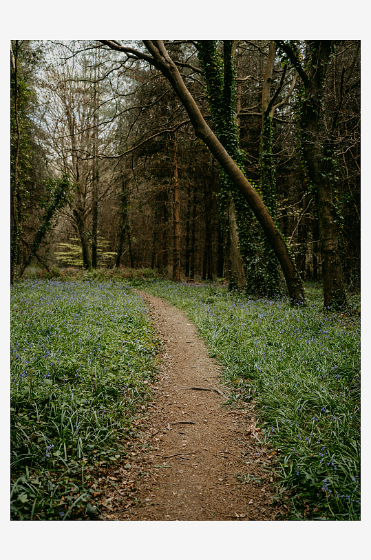 林间小径与蓝花草地-众图网
