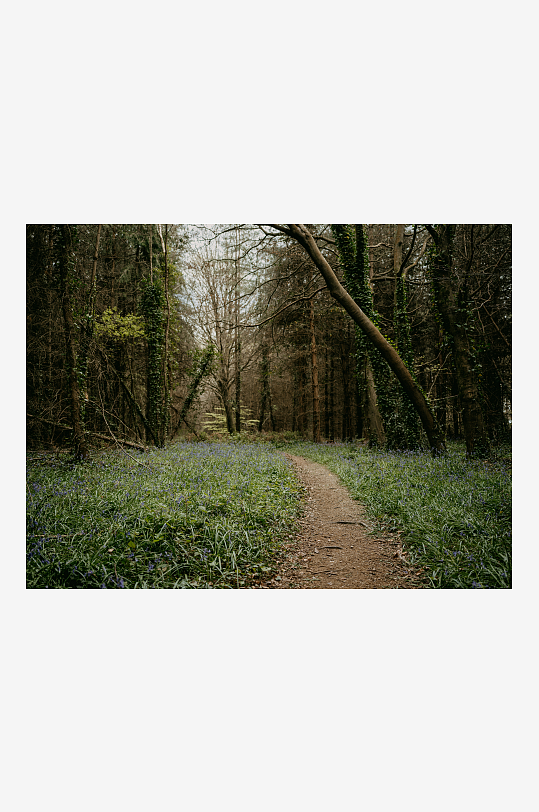林间小径与蓝铃花海-众图网