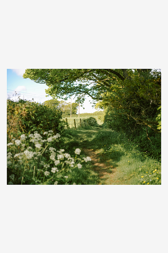 林间小径与野花丛生-众图网