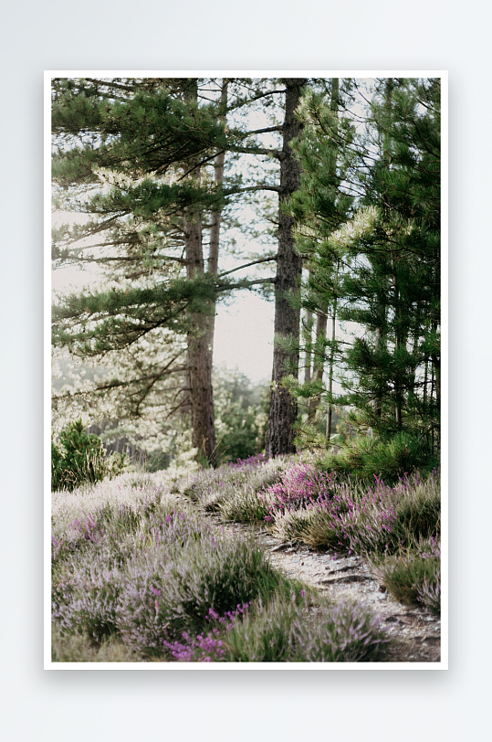 林间小径与野花盛开-众图网