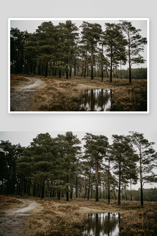 林间小径与静谧水洼-众图网