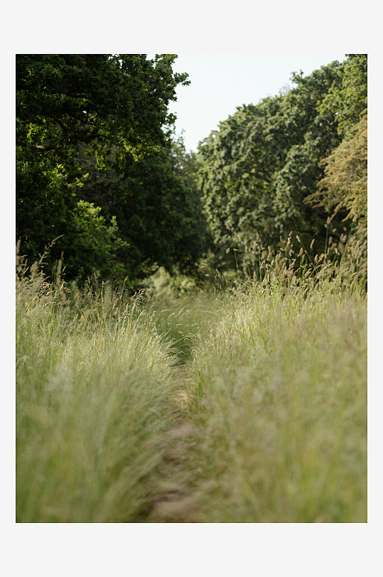 林间小径与高草丛-众图网