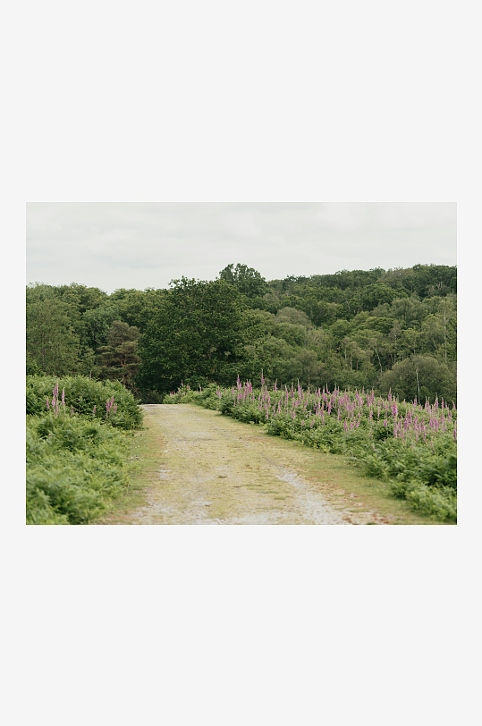 林间小径两旁开满粉花-众图网