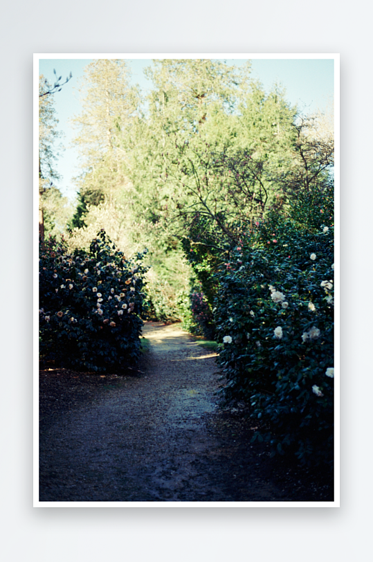 林间小径两旁盛开的花丛-众图网