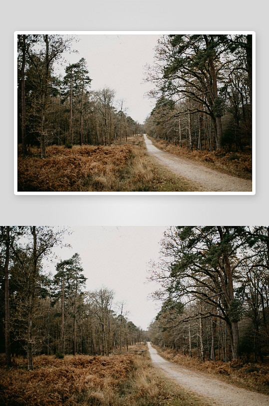 林间小径延伸至远方-众图网