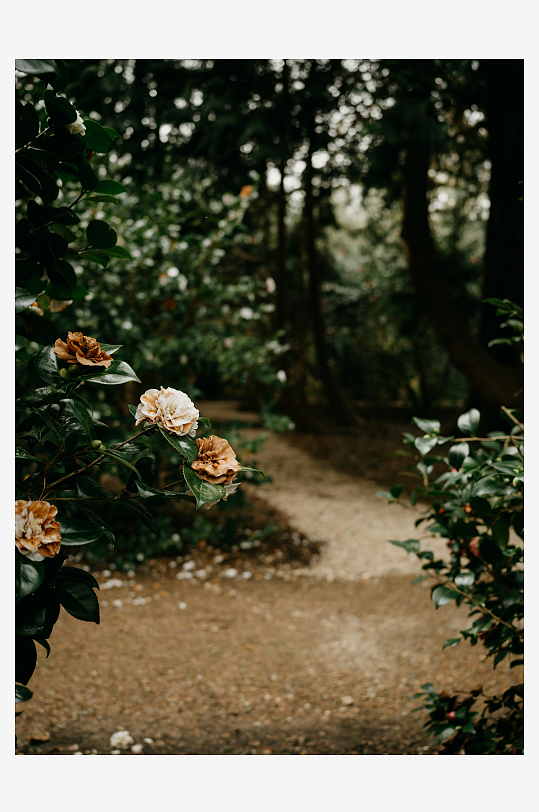 林间小径旁的玫瑰花丛-众图网