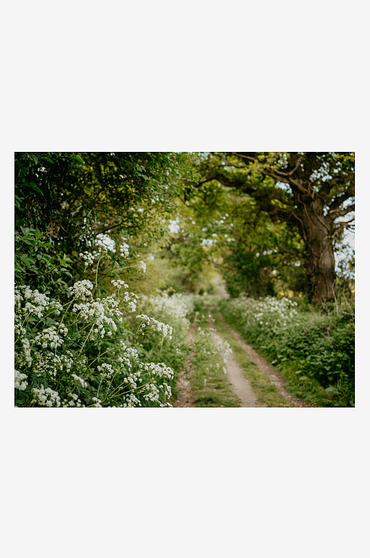 林间小径旁的白色野花-众图网