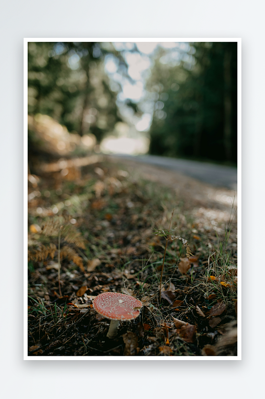 林间小径旁的红色蘑菇-众图网