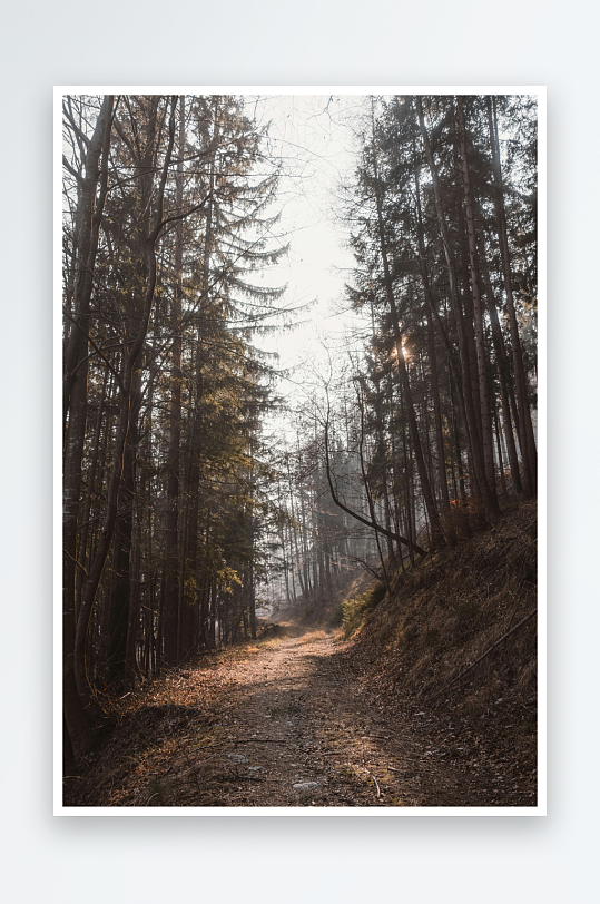 林间小径晨光穿透-众图网