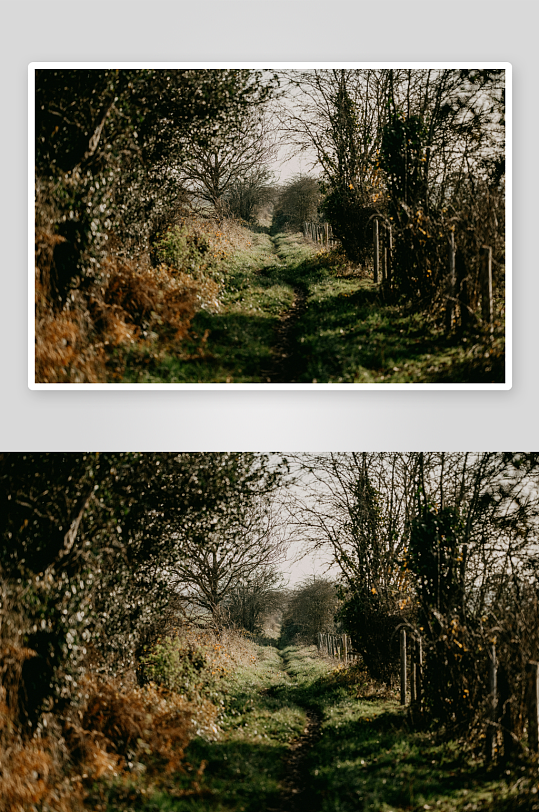 林间小径秋日景象-众图网