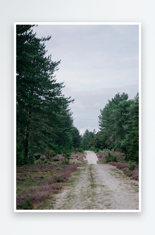 林间小径穿行于紫花丛中-众图网