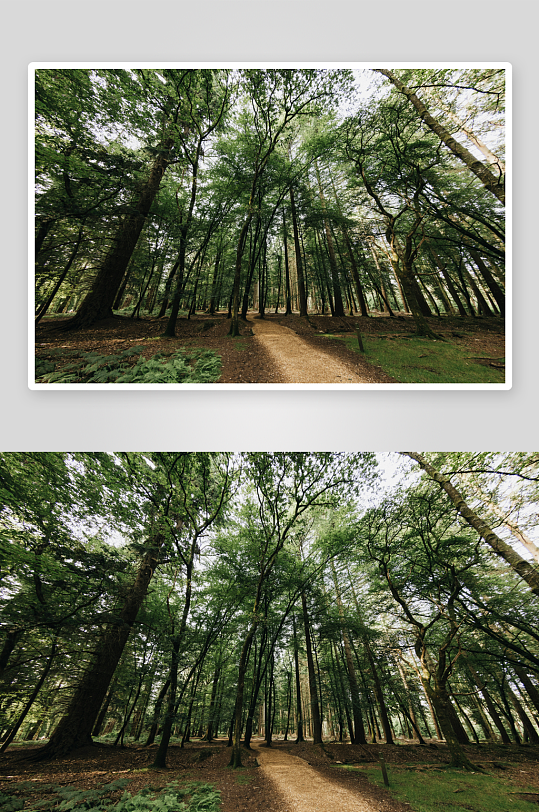 林间小径穿行于茂密树林-众图网