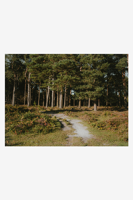 林间小径穿行松树林-众图网