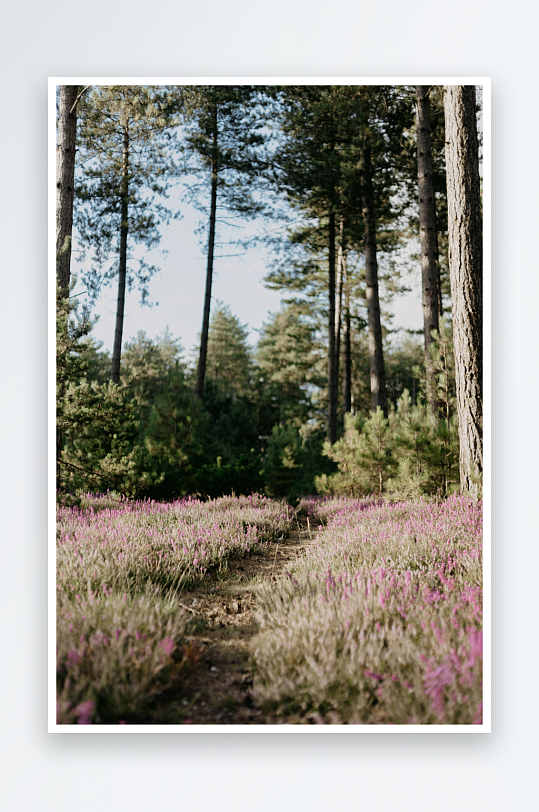 林间小径穿行花海-众图网