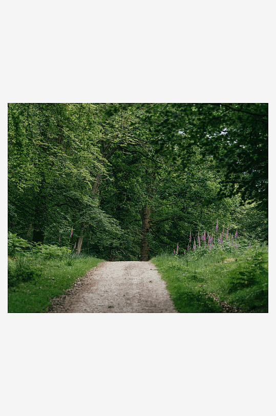 林间小径绿意盎然-众图网