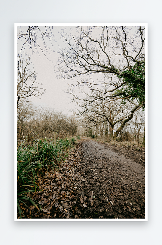林间小径落叶铺地-众图网