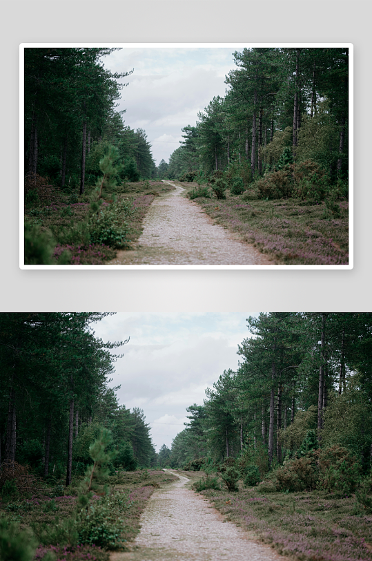 林间小径蜿蜒伸展-众图网