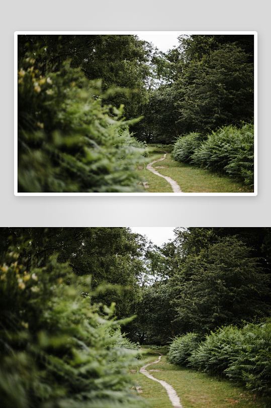 林间小径蜿蜒穿行-众图网