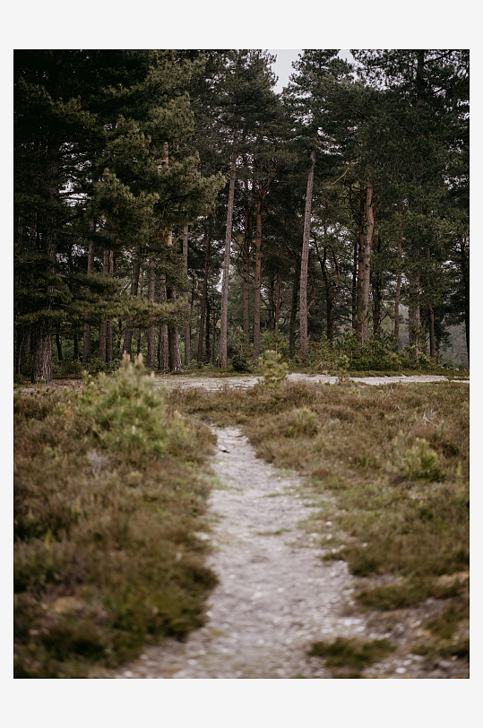 林间小径蜿蜒穿过松树林-众图网