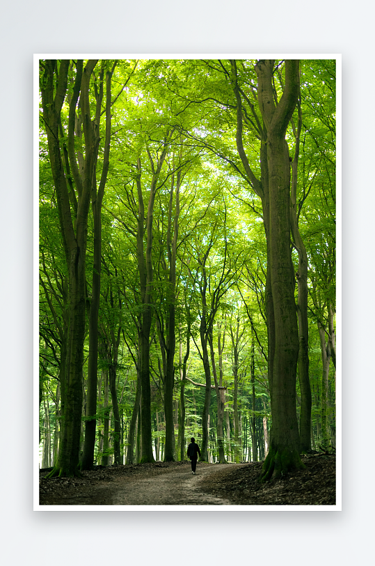 林间小径行人远行-众图网