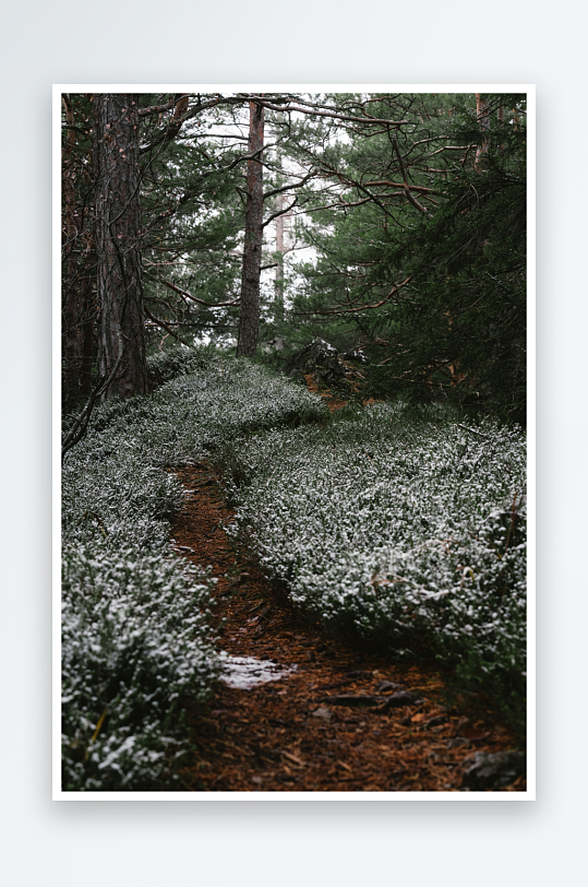 林间小径覆盖白色野花-众图网