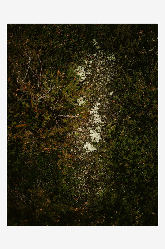 林间小径覆盖苔藓-众图网