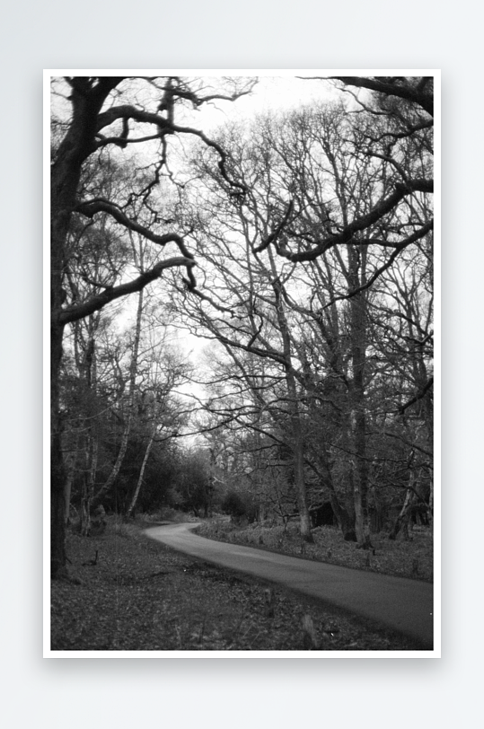 林间小径黑白影像-众图网