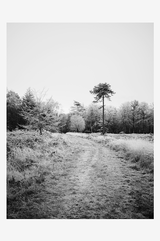 林间小径黑白风景-众图网