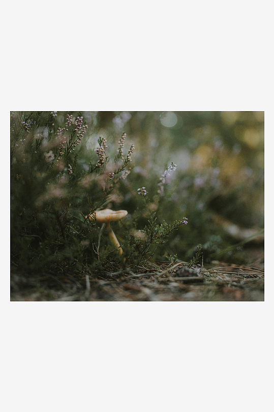 林间小菇与野花共生-众图网