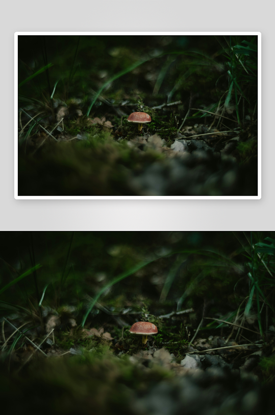 林间小菇静谧生长-众图网