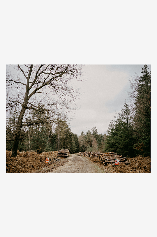 林间小路旁堆放的原木-众图网