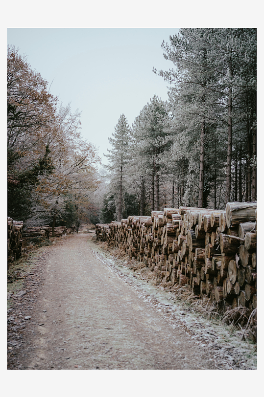 林间小路旁的原木堆-众图网