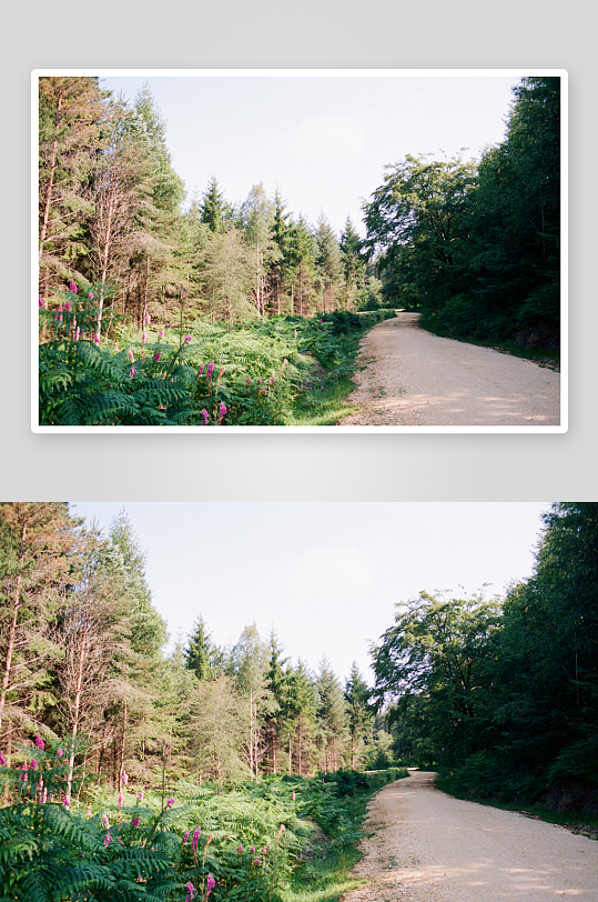 林间小路蜿蜒穿过森林-众图网