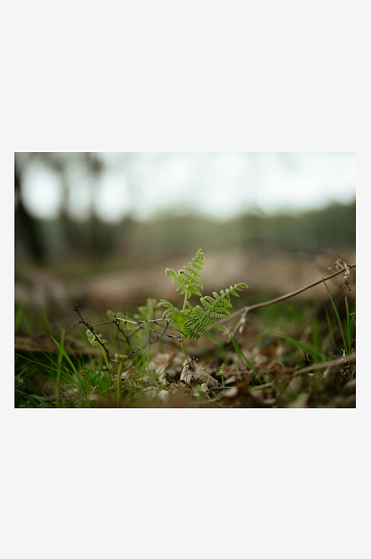 林间新生蕨类植物-众图网